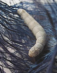 silkworm
